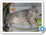 aawww.. baby kitty...