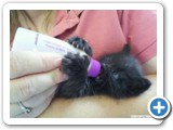baby_kitty