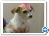 olivia's_mohawk