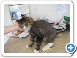 rescue kitty so thankful to have mats shaved off