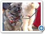 Sadie and Lexi at the Christmas parade 2012