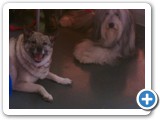 sadie_and_maizy