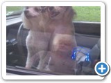 shear_doggies_looking_for_a_new_home