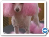 shear_elizabeth